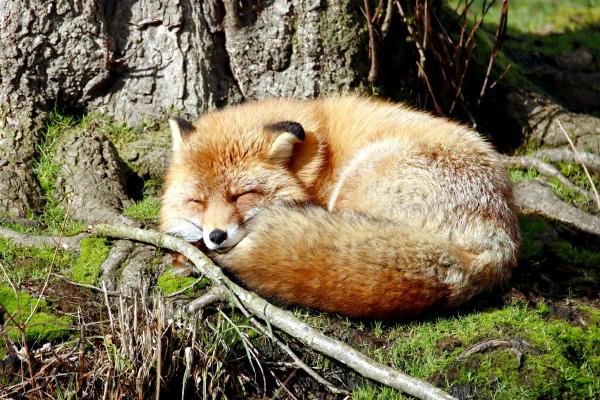 Automatic Firefox Bookmarks for Self-Hosted Services on NixOS